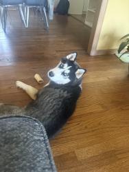 Reunited Female Dog last seen 30th and parallel Ave in Kansas City ks, Kansas City, KS 66104