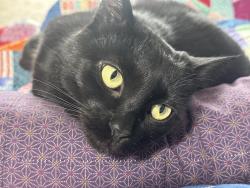 Reunited Male Cat last seen Roselawn and Riverside, Allouez, WI 54301