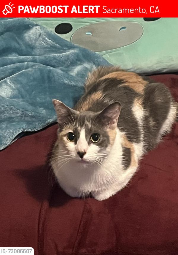 Lost Female Cat last seen McDonald’s , Sacramento, CA 95824