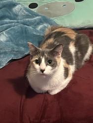 Lost Female Cat last seen McDonald’s , Sacramento, CA 95824