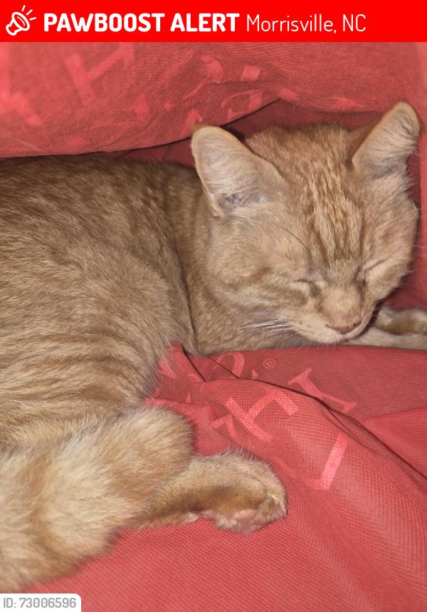Lost Male Cat last seen Clements Dr, Morrisville, NC 27560