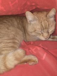 Lost Male Cat last seen Clements Dr, Morrisville, NC 27560