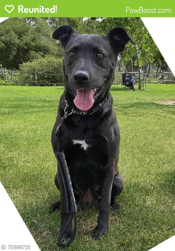 Reunited Female Dog last seen Buena vista & Richfield , Yorba Linda, CA 92886