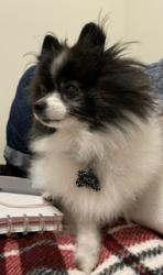 Reunited Male Dog last seen Pierce and Thurston, Vancouver, WA 98662