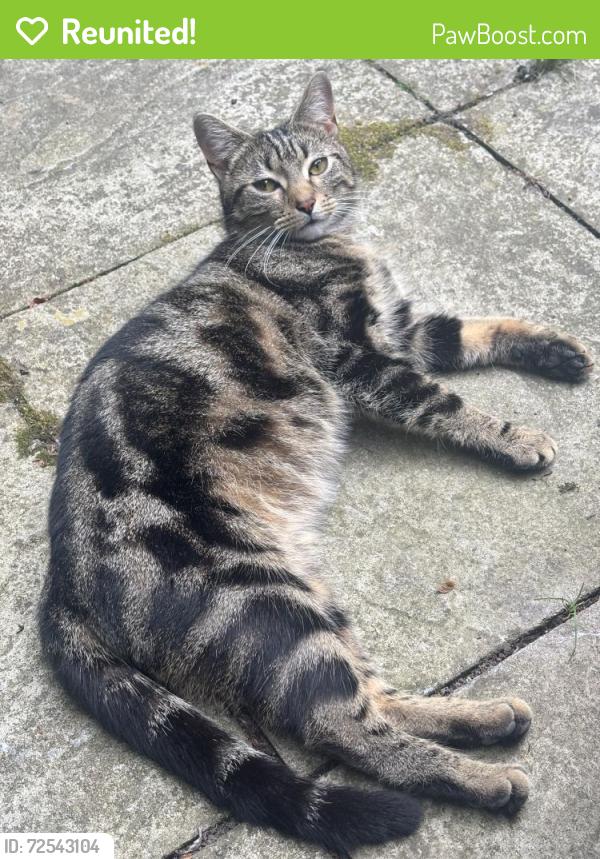 Reunited Female Cat last seen Englands Lane, Greater London, England NW3 4YB