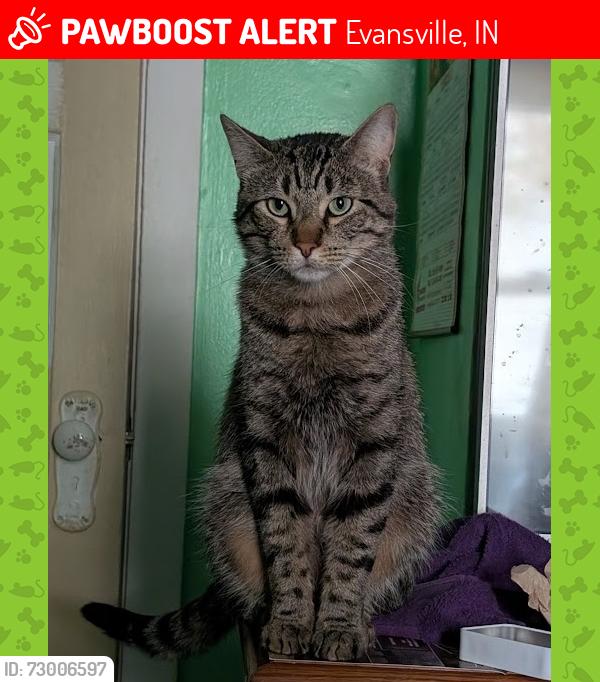 Lost Male Cat last seen Hercules Avenue, Evansville, IN 47711