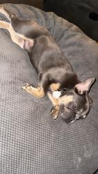 Lost Male Dog last seen Old Arcadia st and Almond cir, Minden, LA 71055