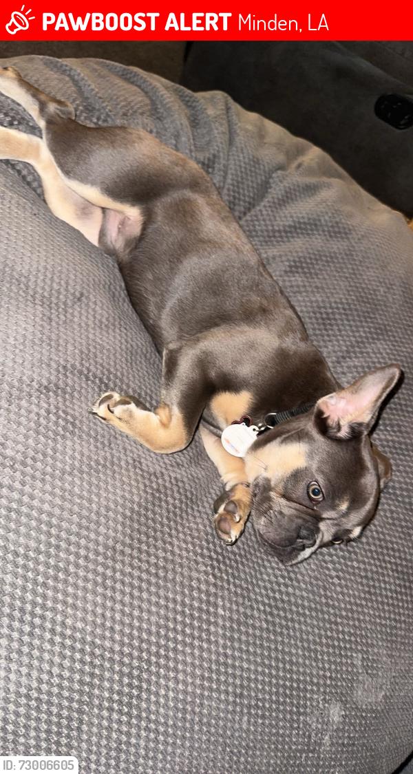 Lost Male Dog last seen Old Arcadia st and Almond cir, Minden, LA 71055