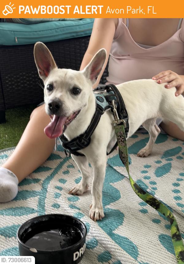 Found/Stray Female Dog last seen Avon Park airport, Avon Park, FL 33825