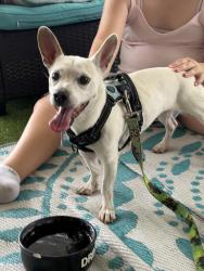 Found/Stray Female Dog last seen Avon Park airport, Avon Park, FL 33825