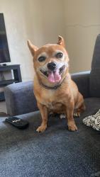 Reunited Male Dog last seen Unknown, La Puente, CA 91746