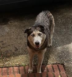 Found/Stray Unknown Dog last seen N Denham road w , Jacksonville, FL 32208