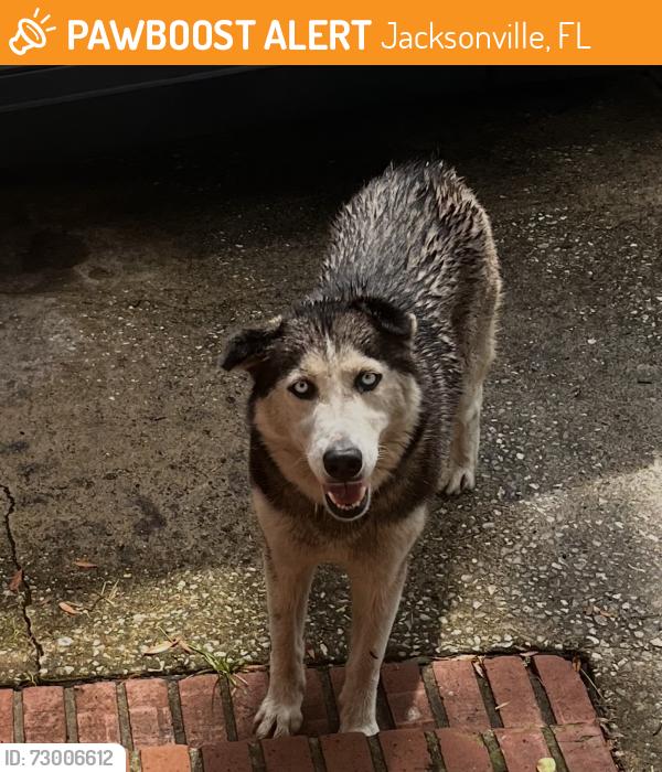 Found/Stray Unknown Dog last seen N Denham road w , Jacksonville, FL 32208
