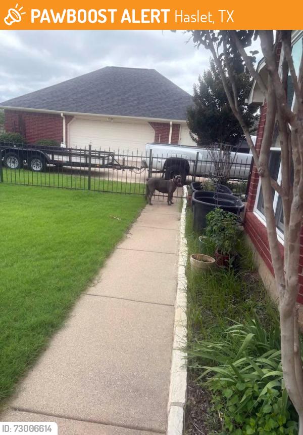 Found/Stray Unknown Dog last seen Van Zandt Farms, Haslet, TX 76052