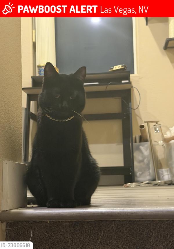 Lost Female Cat last seen royal derwent dr, Las Vegas, NV 89138