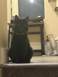 Lost Female Cat last seen royal derwent dr, Las Vegas, NV 89138