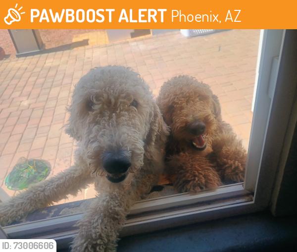 Found/Stray Female Dog last seen Near W Heatherbrae Drive Phoenix, Phoenix, AZ 85033