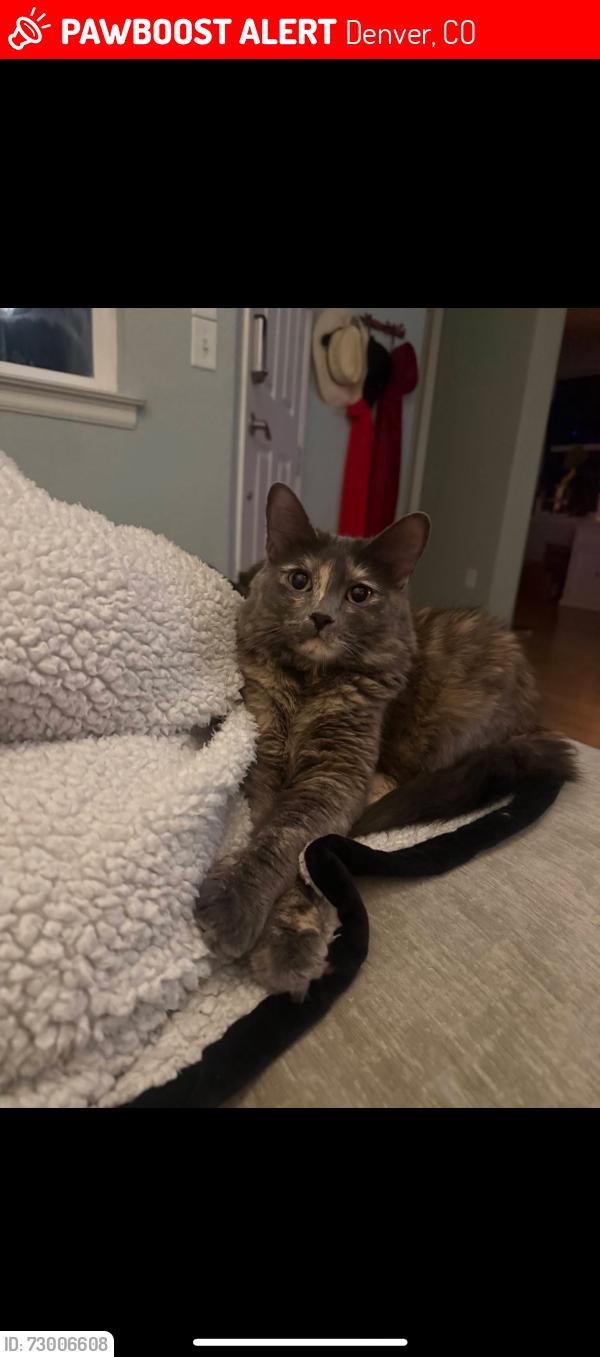 Lost Female Cat last seen 28th and uinta, Denver, CO 80238