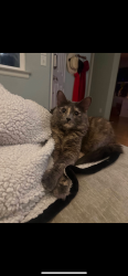 Lost Female Cat last seen 28th and uinta, Denver, CO 80238