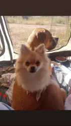 Reunited Female Dog last seen Washington Street . Crater rd, Petersburg, VA 23803