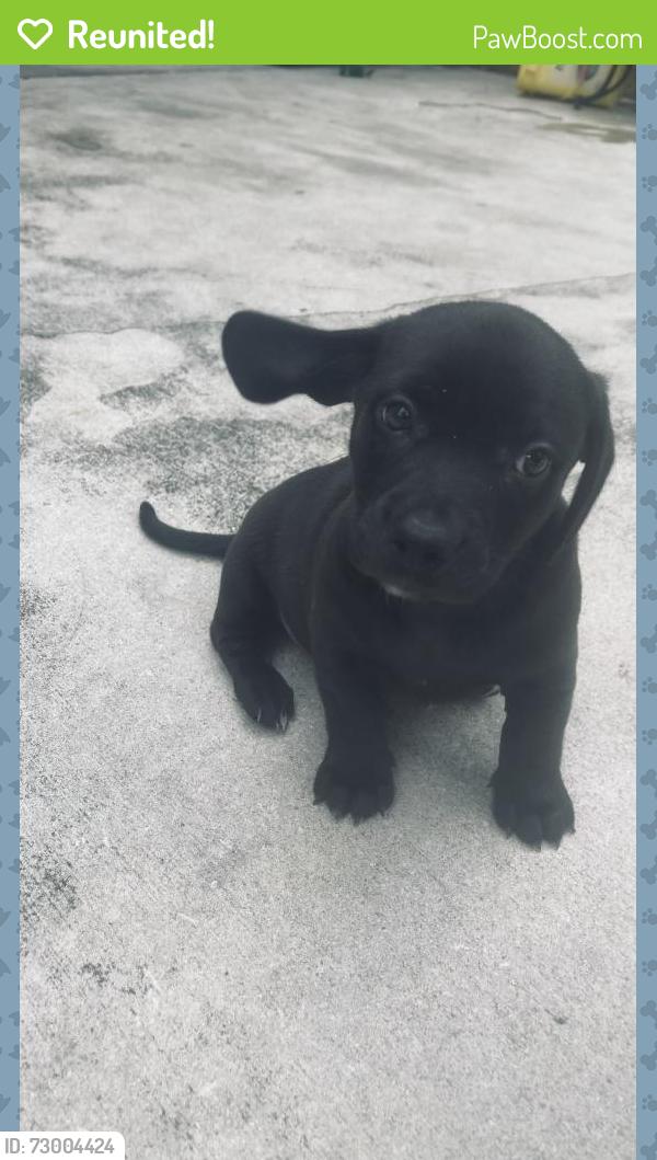 Reunited Male Dog last seen Miller Dr and 163 Ct, Miami, FL 33185