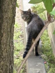 Found/Stray Unknown Cat last seen Cambridge Friends School, Cambridge, MA 02140