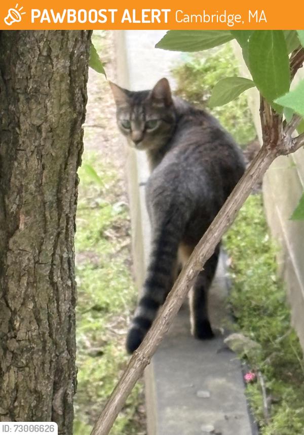 Found/Stray Unknown Cat last seen Cambridge Friends School, Cambridge, MA 02140