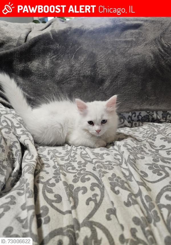 Lost Female Cat last seen Higgins and Austin , Chicago, IL 60630
