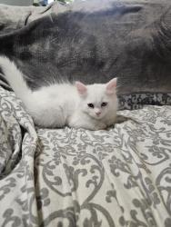 Lost Female Cat last seen Higgins and Austin , Chicago, IL 60630