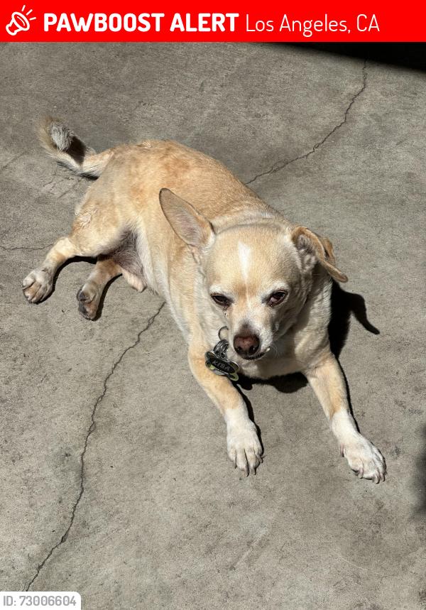 Lost Male Dog last seen Firestone and Compton Ave., Los Angeles, CA 90002
