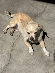 Lost Male Dog last seen Firestone and Compton Ave., Los Angeles, CA 90002