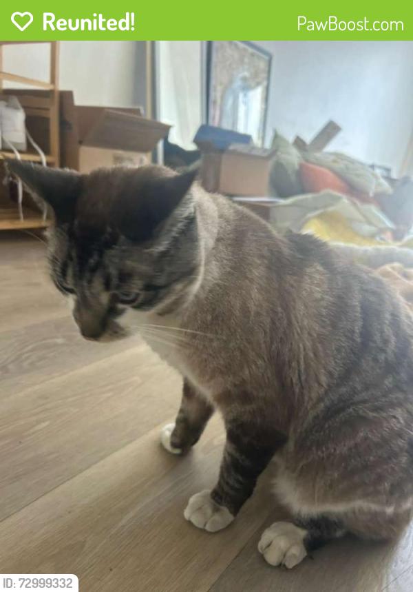Reunited Male Cat last seen Canyon crest , Santa Clarita, CA 91321