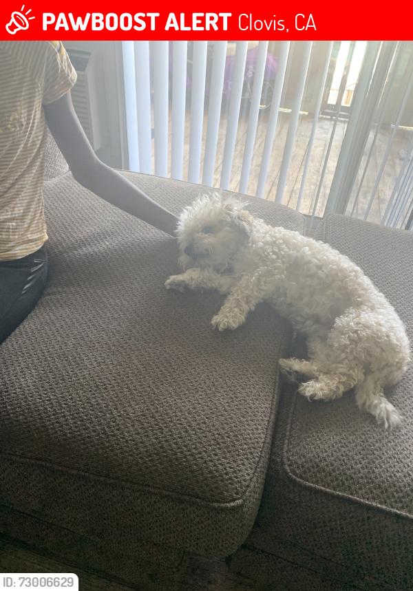 Lost Male Dog last seen Shaw and Villa, Clovis, CA 93612