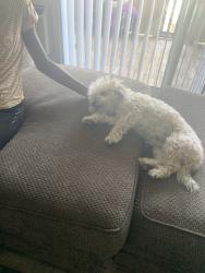 Lost Male Dog last seen Shaw and Villa, Clovis, CA 93612