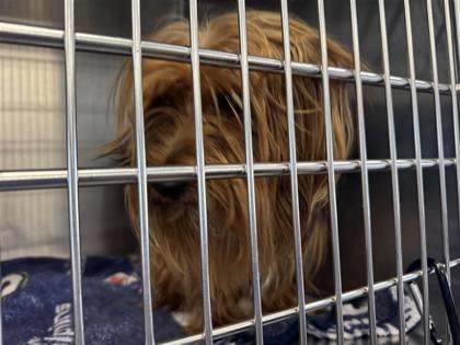 Shelter Stray Male Dog last seen Near SWEETGUM LN, Williamson County, TX, 1855 SE Inner Loop, Georgetown, TX 78626, USA