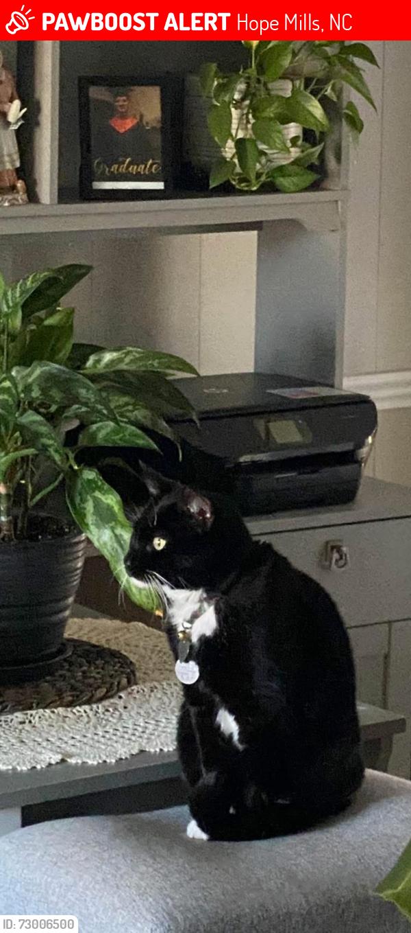 Lost Female Cat last seen Behind C Wayne Collier Elementary, Hope Mills, NC 28348