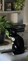 Lost Female Cat last seen Behind C Wayne Collier Elementary, Hope Mills, NC 28348