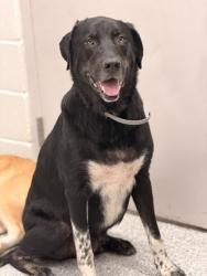 Shelter Stray Male Dog last seen Near w 5th st, City of Knoxville GP, TN, 3201 Division St, Knoxville, TN 37919, USA