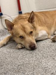 Shelter Stray Male Dog last seen Near w 5th st, City of Knoxville GP, TN, 3201 Division St, Knoxville, TN 37919, USA