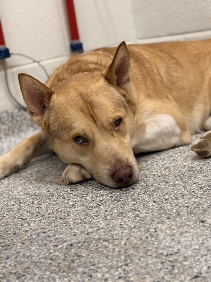 Shelter Stray Male Dog last seen Near w 5th st, City of Knoxville GP, TN, 3201 Division St, Knoxville, TN 37919, USA