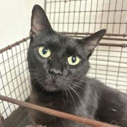 Shelter Stray Female Cat last seen Near Grey Fox Ln, Knox County GP, TN, 3201 Division St, Knoxville, TN 37919, USA