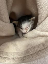 Shelter Stray Male Cat last seen Baseline and Junction, Roseville City, CA, 200 Tahoe Ave, Roseville, CA 95678, USA