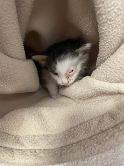 Shelter Stray Male Cat last seen Baseline and Junction, Roseville City, CA, 200 Tahoe Ave, Roseville, CA 95678, USA