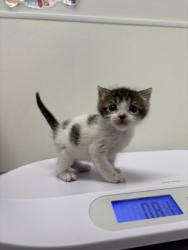 Shelter Stray Male Cat last seen 72nd and Park Ave, KCMO, 64132, 64132, MO, 7077 Elmwood Ave, Kansas City, MO 64132, USA