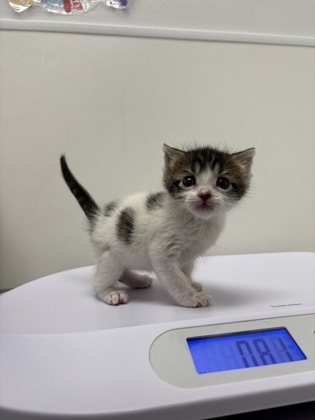 Shelter Stray Male Cat last seen 72nd and Park Ave, KCMO, 64132, 64132, MO, 7077 Elmwood Ave, Kansas City, MO 64132, USA