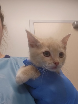 Shelter Stray Male Cat last seen Woodcreek Oaks Blvd and Horncastle Ave, Roseville City, CA, 200 Tahoe Ave, Roseville, CA 95678, USA