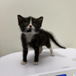 Shelter Stray Female Cat last seen N Oakley Ave and NE 50th St, 64119, 64119, MO, 7077 Elmwood Ave, Kansas City, MO 64132, USA
