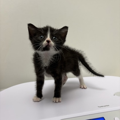 Shelter Stray Female Cat last seen N Oakley Ave and NE 50th St, 64119, 64119, MO, 7077 Elmwood Ave, Kansas City, MO 64132, USA
