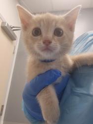 Shelter Stray Male Cat last seen Woodcreek Oaks Blvd and Horncastle Ave, Roseville City, CA, 200 Tahoe Ave, Roseville, CA 95678, USA
