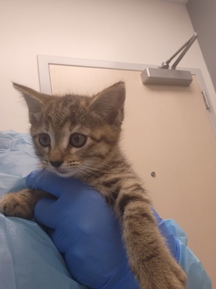 Shelter Stray Female Cat last seen Woodcreek Oaks Blvd and Horncastle Ave, Roseville City, CA, 200 Tahoe Ave, Roseville, CA 95678, USA